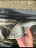 地獄貓四季通用鯽魚鯉魚餌料配方餌釣魚用具鯽魚野釣組合套餐 曬單實拍圖