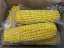 京鮮生 東北黃糯玉米260g*10棒 新鮮甜糯玉米棒真空包裝粘玉米 源頭直發(fā) 曬單實(shí)拍圖