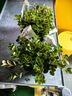四季常青金魚(yú)花吊蘭盆栽室內(nèi)綠植花卉多肉植物發(fā)財(cái)樹(shù)好養(yǎng)易活客廳 金魚(yú)吊蘭【整盆20-30顆】原盆土 曬單實(shí)拍圖