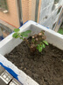 玫瑰花苗四季開(kāi)花盆栽地栽花卉觀(guān)花植物室內外月季老樁苗薔薇花苗 混色精品老樁玫瑰苗5棵裝 曬單實(shí)拍圖