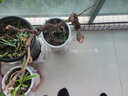 慎思苑葡萄樹苗陽光玫瑰藍寶石庭陽臺院種植果樹帶土盆栽南北方當年結果 陽光玫瑰 8年大苗結果多高50-80cm左右 曬單實拍圖