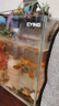 金晶超白生態(tài)魚(yú)缸 家用客廳一體缸桌面生態(tài)缸魚(yú)烏龜造景溪流缸 直角金晶超白魚(yú)缸【裸缸】 300-180-200mm【5mm】 曬單實(shí)拍圖