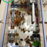 闊庭（KUOTING） 魚(yú)缸懶人魚(yú)缸家用客廳辦公室金魚(yú)缸過(guò)濾魚(yú)缸藍色款 曬單實(shí)拍圖