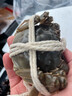 【活蟹】澄湖掌柜大閘蟹 鮮活大螃蟹公母組合裝 海鮮水產(chǎn)生鮮禮盒 公4.5-4.8母3.5-3.8兩公4只母4只 蘇州精品大閘蟹 曬單實(shí)拍圖