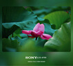 索尼（SONY）E 70-350mm F4.5-6.3 G OSS APS-C畫(huà)幅超遠(yuǎn)攝變焦G鏡頭 SEL70350G 曬單實(shí)拍圖