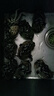 洪澤湖鮮活大閘蟹全母蟹1.5-1.2兩產(chǎn)地直發(fā)大閘蟹河蟹螃蟹 2-2.3全母兩8只裝 曬單實(shí)拍圖