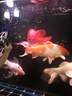 森森（SUNSUN）魚(yú)缸燈led燈照明燈變色LED水族箱造景燈龍魚(yú)燈潛水燈 【三色可變】98cm雙排燈珠20W 曬單實(shí)拍圖