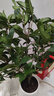 愛(ài)優(yōu)尚桂花樹(shù)苗四季桂盆栽可食用開(kāi)花香室內外陽(yáng)臺客廳花筒金源頭直發(fā) 曬單實(shí)拍圖