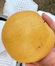 山姆伯伯秋月梨正宗萊陽(yáng)梨【多地次日達】新鮮梨子香雪梨水果禮盒中秋禮品 【純甜-羊脂玉級】丨單果500g+ 5斤裝 【巨劃算-80%人買(mǎi)】?jì)?.5斤 曬單實(shí)拍圖