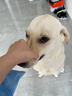 瑞諾氏【賽級冠軍犬同款】狗狗復合維生素片寵物多種維生素b幼犬防掉毛 【國內外品質(zhì)認證】去淚痕 【單瓶裝】約四個(gè)月量 曬單實(shí)拍圖