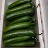 京鮮生 山東水果嫩黃瓜 凈重5斤 單根100g+ 小青瓜生吃水果瓜 源頭直發(fā) 曬單實(shí)拍圖