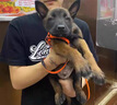 馬犬幼犬純種馬犬爆紅狼青犬出售昆明犬狗狗活體寵物狗 血統級 SSS級 母 曬單實(shí)拍圖