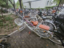 飛鴿（FLYING PIGEON）自行車(chē)成人通勤車(chē)自行車(chē)學(xué)生單車(chē)成人自行車(chē)通勤自行車(chē)女士自行車(chē) 標配珍珠白|單速|(zhì)輻條輪+禮包 26寸適合160-185cm 曬單實(shí)拍圖