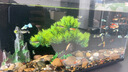 寵小俠孔雀魚(yú)活魚(yú)觀(guān)賞魚(yú)純種小型熱帶魚(yú)活體淡水好養耐活魚(yú)苗觀(guān)賞魚(yú)小魚(yú) 6條練手孔雀2-3cm 【練手特惠】 曬單實(shí)拍圖