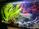 云峰海瑞 水草活體魚(yú)缸造景套餐用品水族箱裝飾魚(yú)缸種子沉木活水草 紅玫瑰沉木單頭 曬單實(shí)拍圖