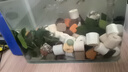 懶人草缸魚缸水草造景黃金錢迷你榕沉木小水榕真水草陰性凈化水質(zhì) 小水榕（雙頭） 曬單實(shí)拍圖