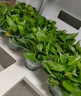 雙盟綠蘿盆栽除甲醛花卉綠植辦公室新房凈化空氣 120款10盆源頭直發(fā) 曬單實拍圖