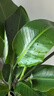植男植女天堂鳥(niǎo)盆栽客廳室內(nèi)好養(yǎng)大型落地真綠植辦公室植物鶴望蘭源頭直發(fā) 曬單實(shí)拍圖