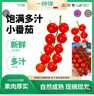 京鮮生＆一柿緣 串收櫻桃小番茄凈重2斤禮盒即食水果西紅柿源頭直發(fā) 曬單實(shí)拍圖