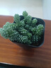 多肉植物 多肉精選老樁蒂亞吸財樹(shù)辦公室室內陽(yáng)臺紅寶石群生多頭 姬星美人多頭【栽好發(fā)貨】 曬單實(shí)拍圖