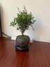 八芽 小葉赤楠盆景擺件室內綠植花卉盆栽老樁客廳辦公室桌面好養植物 （【熱銷(xiāo)款】舍得紫砂盆赤楠+苔蘚+底座） 曬單實(shí)拍圖