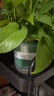 雙盟綠蘿盆栽除甲醛花卉綠植辦公室新房?jì)艋諝?80加侖4盆裝源頭直發(fā) 曬單實(shí)拍圖