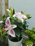 愛(ài)你一萬(wàn)年水培植物香水百合花盆栽帶花苞室內(nèi)好養(yǎng)客廳陽(yáng)臺(tái)花卉水養(yǎng)四季開(kāi)花 【帶花帶根好養(yǎng)】粉色香水百合【3顆】+營(yíng)養(yǎng)液 曬單實(shí)拍圖
