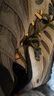 邁樂（Merrell）邁樂復(fù)古戶外經(jīng)典徒步鞋男MOAB3 GTX中幫透氣防水耐磨防滑登山鞋 曬單實拍圖