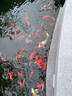 森態(tài)智能全自動魚池過濾設(shè)備庭院室外魚池過濾器大型魚池水循環(huán)系統(tǒng) ST-20T全自動過濾器（10-20噸水） 曬單實拍圖