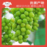 京鮮生 陽(yáng)光玫瑰葡萄 青提4-4.5斤禮盒裝 單果約10g 生鮮水果 中秋禮盒 曬單實(shí)拍圖