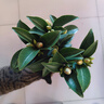 四季茶花紅山茶茶花盆栽庭院陽臺(tái)綠化園林景觀綠植帶花苞 夏日七心（40厘米以上，帶盆帶花苞發(fā)貨） 夏日七心 曬單實(shí)拍圖