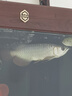 金龍魚活體古典過背藍底龍魚幼小紅龍印尼辣椒紅龍熱帶觀賞魚包活 精品藍底過背金龍魚20-22cm 曬單實拍圖