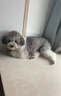福來(lái)恩小型犬泰迪驅蟲(chóng)套裝去跳蚤進(jìn)口滴劑1支+犬心保1粒 月度裝 曬單實(shí)拍圖