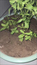 九層塔潮汕金不換盆栽食用主廚房九層塔盆栽食用羅勒植物香料甜羅 1年苗--葉子帶淡香味 不帶盆 曬單實(shí)拍圖