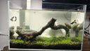 YEE超白魚(yú)缸桌面客廳生態(tài)斗金魚(yú)烏龜缸造景小型水草養魚(yú)玻璃裸缸40cm 曬單實(shí)拍圖