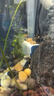 森森（SUNSUN）魚(yú)缸水泵小型潛水泵過(guò)濾泵抽水泵YQP-1500 23W 曬單實(shí)拍圖