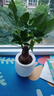 【帶盆高度約15-25cm】特價(jià)發(fā)財(cái)樹盆栽室內(nèi)植物客廳自吸水好養(yǎng) 單桿發(fā)財(cái)樹+白南瓜自吸水盆 花盆直徑約10cm 曬單實(shí)拍圖