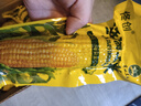 佟創(chuàng  )東北黃糯玉米棒 新鮮甜糯玉米棒 代餐輕食真空包裝黏粘玉米 東北黃糯玉米220g*10棒/箱 曬單實(shí)拍圖