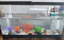 闊庭（KUOTING）魚缸水族箱生態(tài)桌面魚缸新款懶人魚缸生態(tài)造景過濾制氧一體機(jī)黑色 曬單實(shí)拍圖