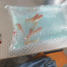 長(cháng)尾大紅草金魚(yú)鳳尾活魚(yú)冷水觀(guān)賞魚(yú)好養耐活淡水魚(yú)紅草魚(yú)短尾草金 6-8cm紅草金6條 曬單實(shí)拍圖
