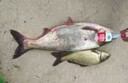 釣魚神器黑科技超聲波誘魚器探魚器電子捕戶魚器強(qiáng)效聚魚抓魚神器 一個(gè)【誘光整條河】 曬單實(shí)拍圖