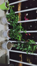 綠有意綠植盆栽多肉花卉盆栽植物室內桌面水培綠植辦公室客廳植物懶人 清香3盆】梔子花+九里香+茉莉花 曬單實拍圖