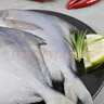 富海錦 渤海銀鯧魚(yú)450g 3條 平魚(yú) 火鍋燒烤食材 烤魚(yú)海鮮魚(yú)類(lèi)中秋送禮 曬單實(shí)拍圖