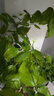 【雅之典】重瓣茉莉花盆栽室內觀(guān)花植物四季好養帶花苞開(kāi)花不斷綠植 茉莉花6年苗【特大號螺紋盆】 好養活 曬單實(shí)拍圖