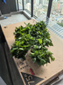 雙盟綠蘿盆栽除甲醛花卉綠植辦公室新房凈化空氣180加侖4盆裝源頭直發(fā) 曬單實(shí)拍圖