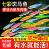熱帶觀(guān)賞魚(yú)七彩斑馬魚(yú)紅綠燈科魚(yú)小型冷水淡水群游好養活的練手魚(yú) 2-3cm糖果斑馬12條隨機搭配 曬單實(shí)拍圖