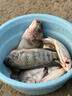 小鳳仙改良金袖魚(yú)鉤有無(wú)刺成品進(jìn)口子線(xiàn)雙鉤鯽魚(yú)袖鉤 4號鉤+子線(xiàn)1.0/1.2 曬單實(shí)拍圖