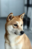 伯納天純中大型犬全價(jià)成年犬糧金毛寵物主糧羊肉蔓越莓15kg/30斤 曬單實(shí)拍圖