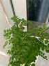 綠有意防驅(qū)蚊草正宗清香盆栽胡椒木老樁室內(nèi)綠植好養(yǎng)植物陽臺(tái)花卉盆景苗 中苗清香驅(qū)蚊+早安吸水盆一盆（送肥料） 含盆 曬單實(shí)拍圖