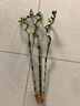 花翁水培植物水養綠植盆栽轉運竹50cm高10支（不含瓶）源頭直發(fā) 曬單實(shí)拍圖